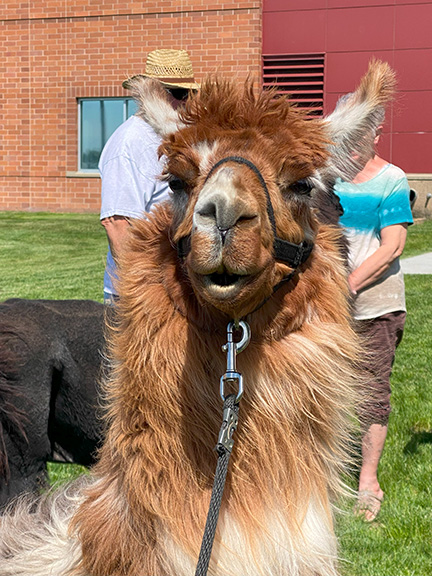 A close-up picture of a brown llama standing in front of two people.