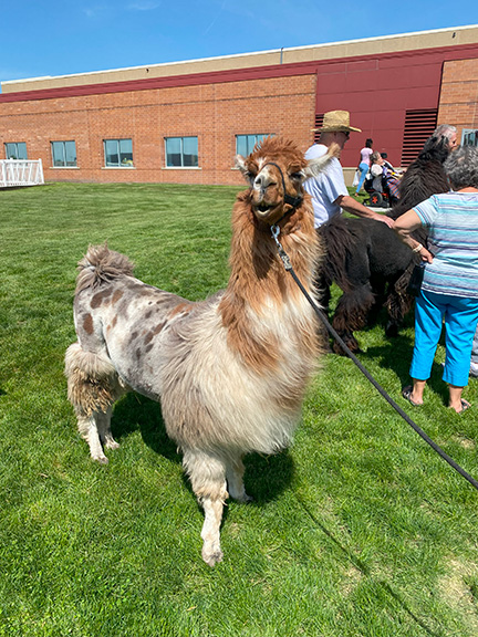 A brown spotted llama smiles while standing in the grass outside.