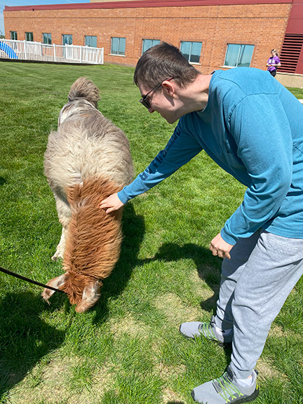 A person served by Rise pets a light brown llama while standing in the grass.