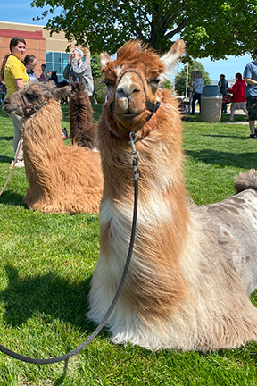 A light brown and white llama sits on the grass while its hair blows in the wind.